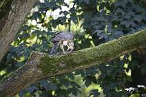 Wildes Uhlenhorst Der Mäusebussard verspeist eine Ratte.